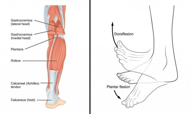 Symptoms and Conditions - Heel Pain – DrScholls